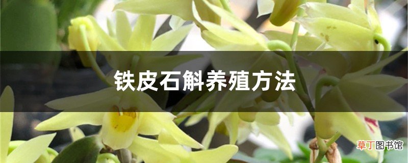 铁皮石斛养殖方法,铁皮石斛能在家里养吗