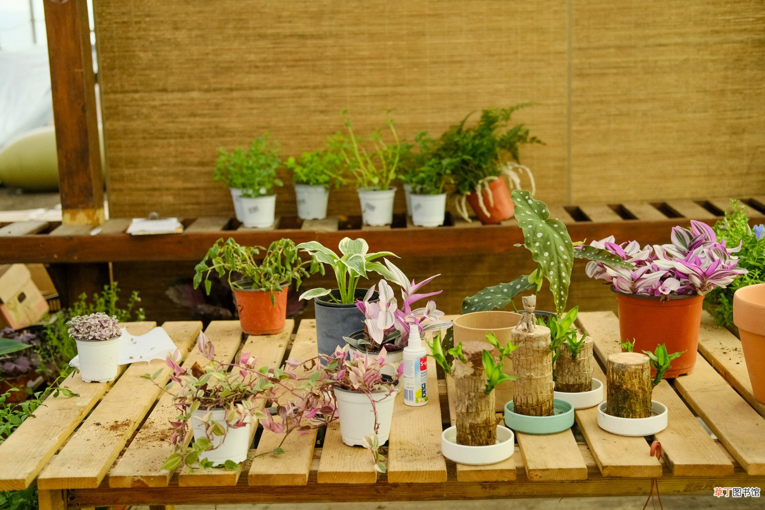 铁皮石斛养殖方法,铁皮石斛能在家里养吗