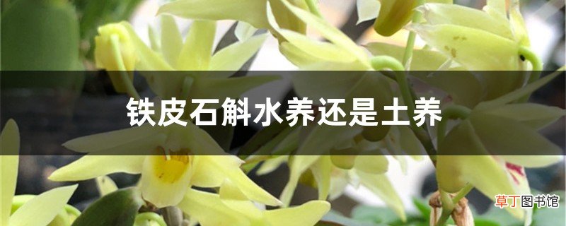 铁皮石斛水养还是土养，养铁皮石斛用什么土