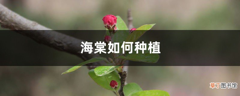 海棠如何种植，冬季可以在室外吗