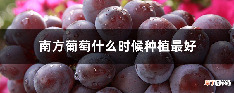南方葡萄什么时候种植最好，选什么品种