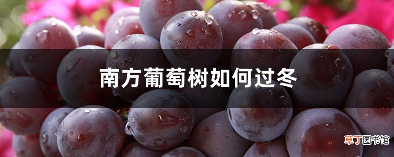 南方葡萄树如何过冬，过冬要做哪些准备