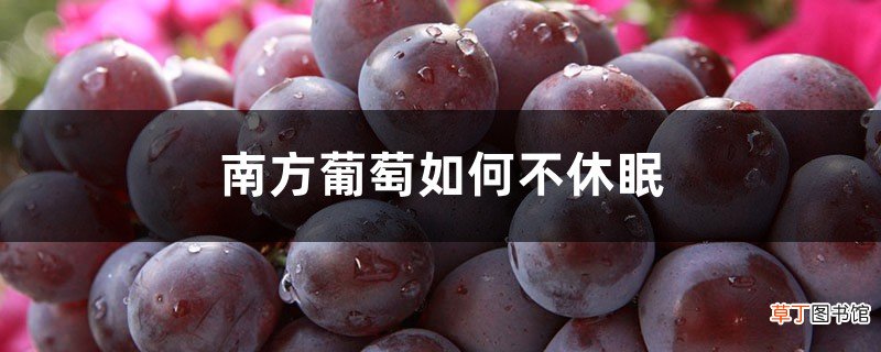 南方葡萄如何不休眠，怎么打破休眠