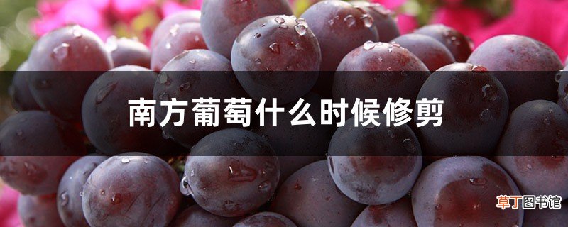 南方葡萄什么时候修剪，修剪时间和方法