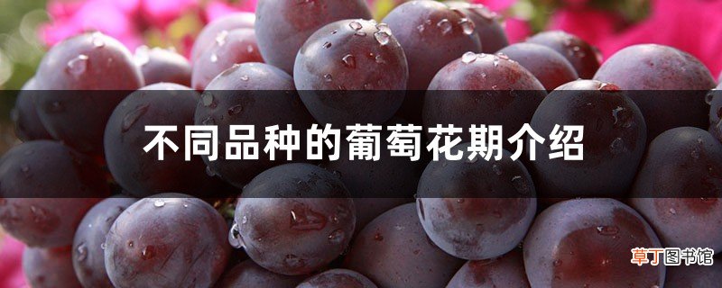 不同品种的葡萄花期介绍，葡萄花期多长时间