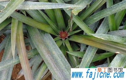 如何种植菠萝苗 菠萝苗种植多久后结果