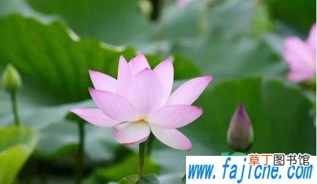 什么时候开始夏至日2022 2022年夏至几时