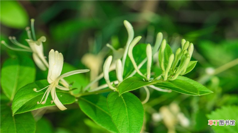 山银花与金银花区别