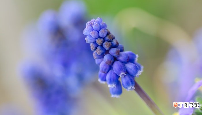 风信子花香有毒吗