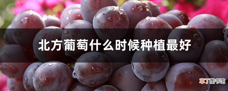 北方葡萄什么时候种植最好，秋天可以栽葡萄吗