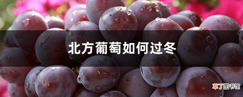 北方葡萄如何过冬，过冬注意事项