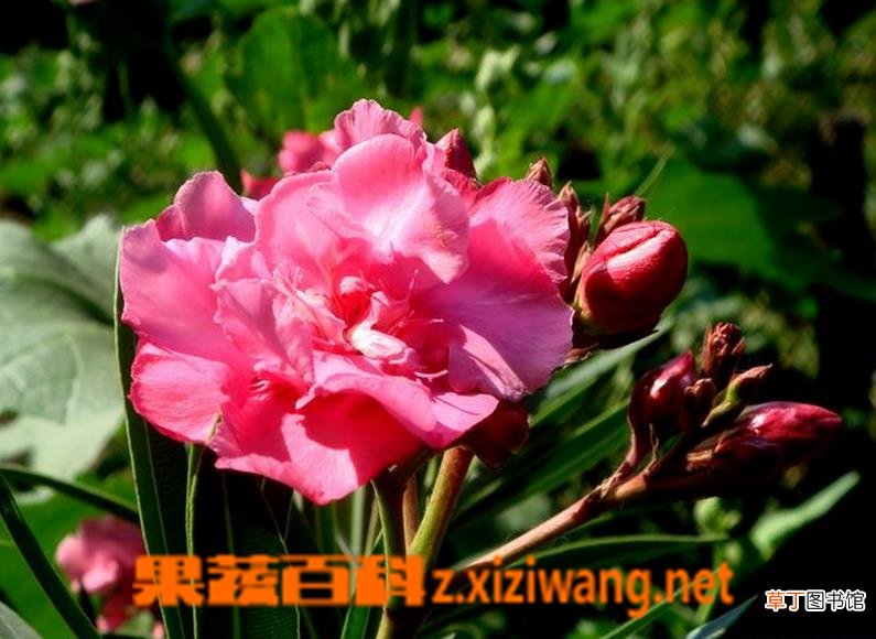 夹竹桃图片 夹竹桃有毒吗