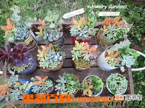 多肉植物该如何养护 多肉植物的养殖方法技巧