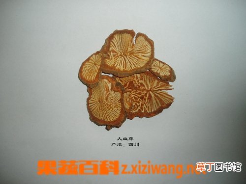 大血藤的功效和作用