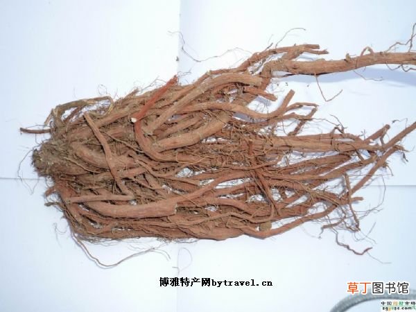 丹参的功效和作用
