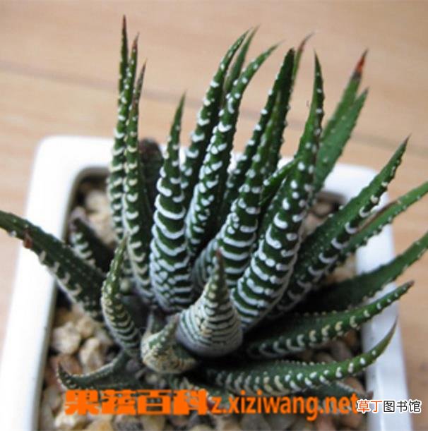 条纹十二卷怎么养肥 条纹十二卷的养殖方法技巧