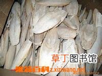 海螵蛸的副作用