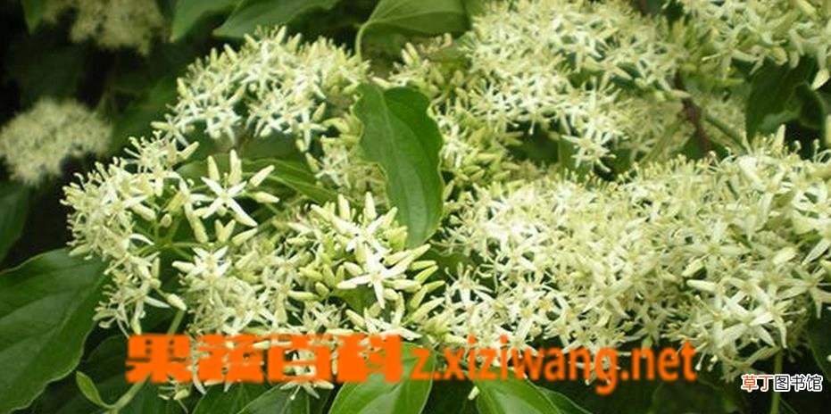 夜来香如何繁殖 夜来香扦插繁殖方法