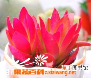多肉植物初级配土方法