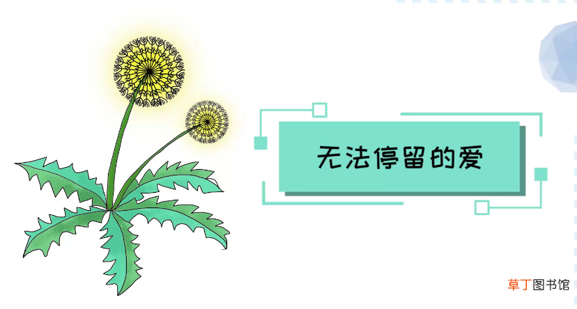 蒲公英的花语与寓意