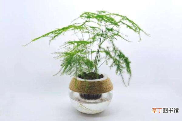 文竹的养殖方法
