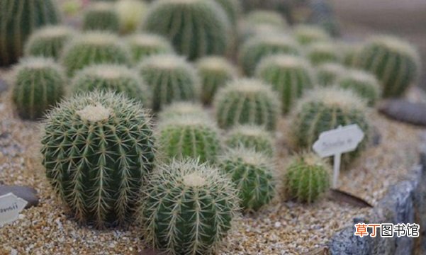 仙人掌花语