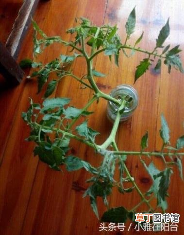番茄从开花到结果需要多久 番茄种多久