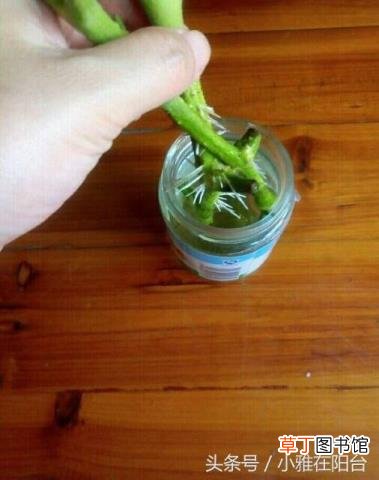 番茄从开花到结果需要多久 番茄种多久