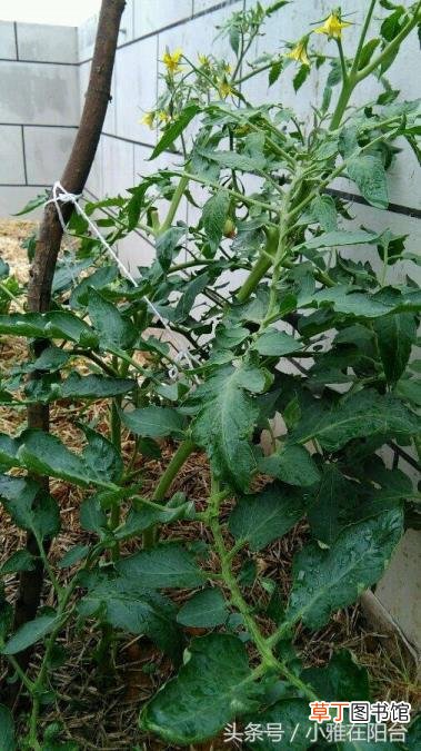 番茄从开花到结果需要多久 番茄种多久