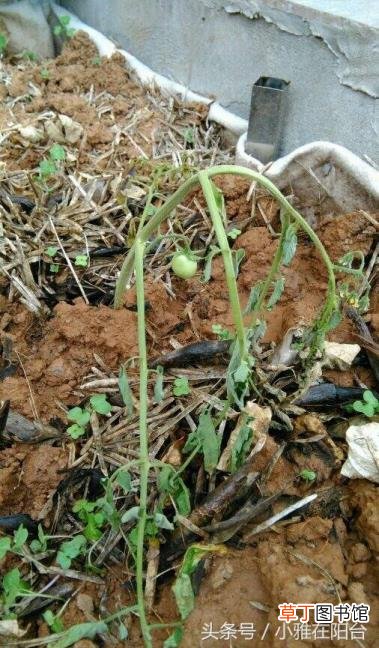 番茄从开花到结果需要多久 番茄种多久