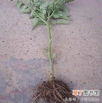 番茄从开花到结果需要多久 番茄种多久