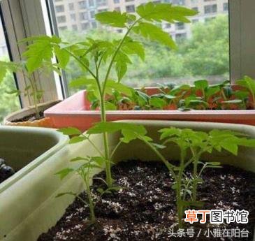 番茄从开花到结果需要多久 番茄种多久
