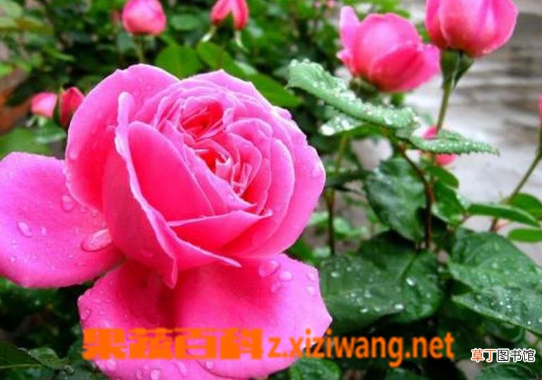 月季花的用途 月季花的功效与作用