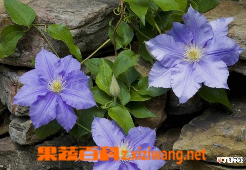 铁线莲如何养 铁线莲夏季种植方法