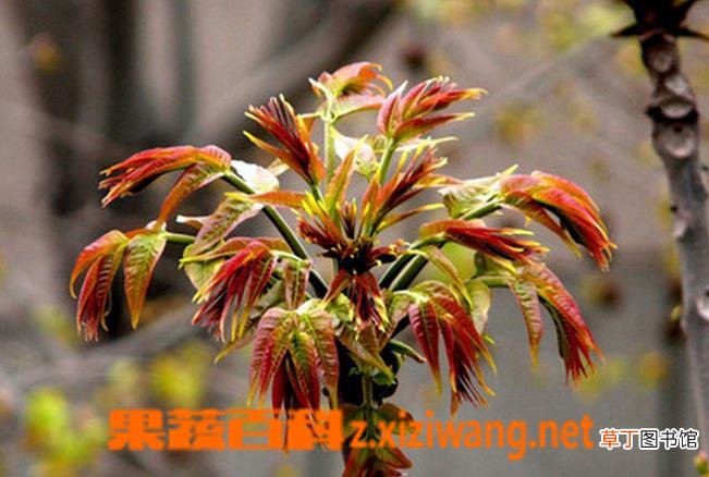盆栽香椿树的养护方法