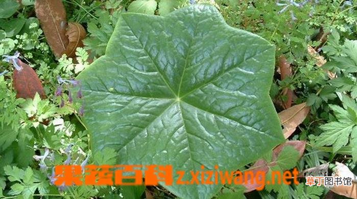 八角莲图片 八角莲的种植技巧