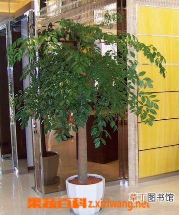 幸福树叶子发黄怎么办