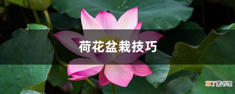 荷花盆栽技巧，需要注意什么