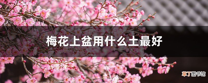 梅花上盆用什么土最好，梅花上盆注意事项