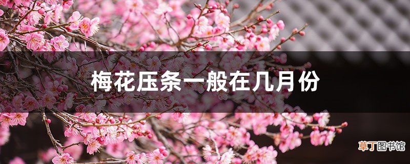 梅花压条一般在几月份，梅花的高压繁殖方法