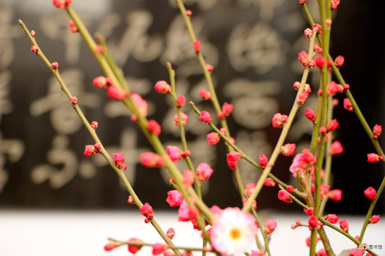 梅花压条一般在几月份，梅花的高压繁殖方法