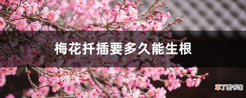 梅花扦插要多久能生根，梅花扦插繁殖方法
