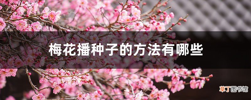 梅花播种子的方法有哪些，梅花播种多久发芽