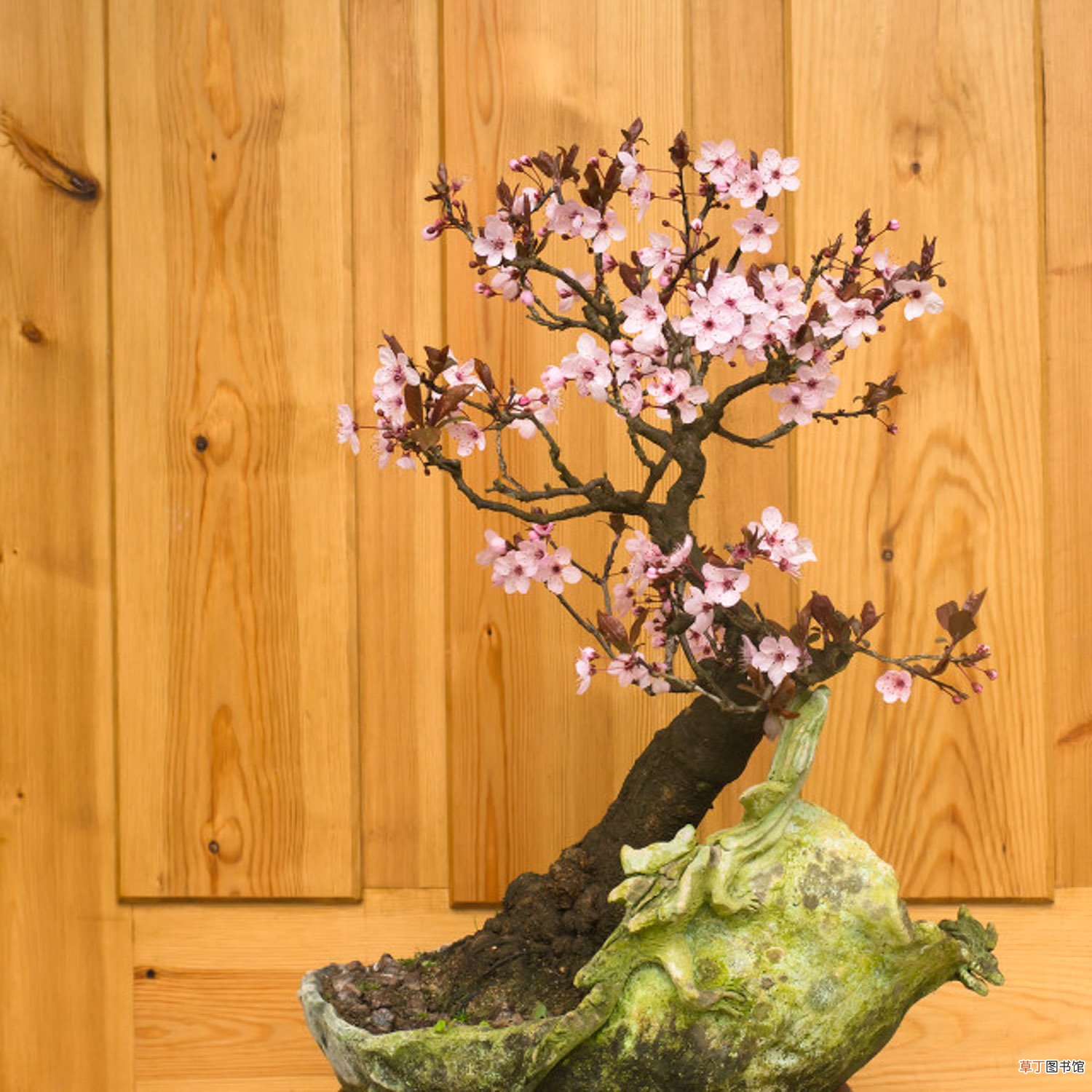 梅花什么品种最好，梅花珍贵品种排名