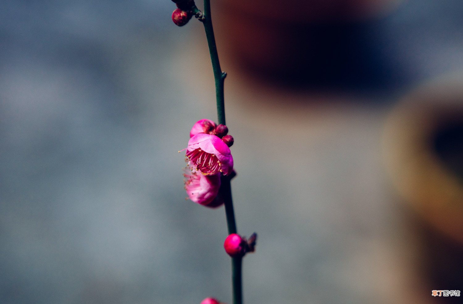 梅花什么时候开，哪种梅花能一年开两次