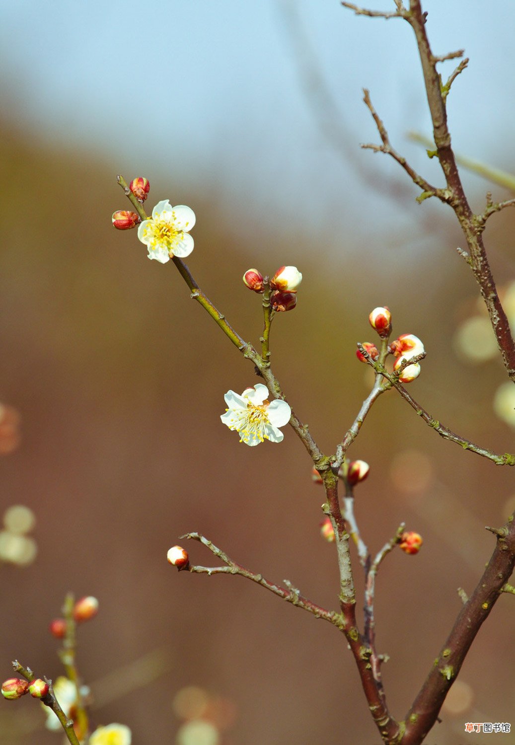 梅花什么时候开，哪种梅花能一年开两次