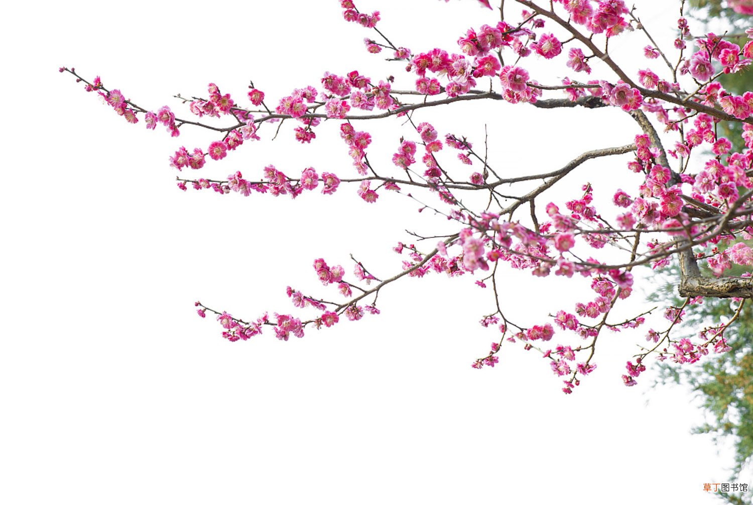 梅花什么时候开，哪种梅花能一年开两次