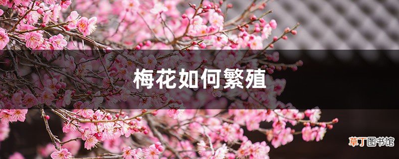 梅花如何繁殖，梅花繁殖常用的方法