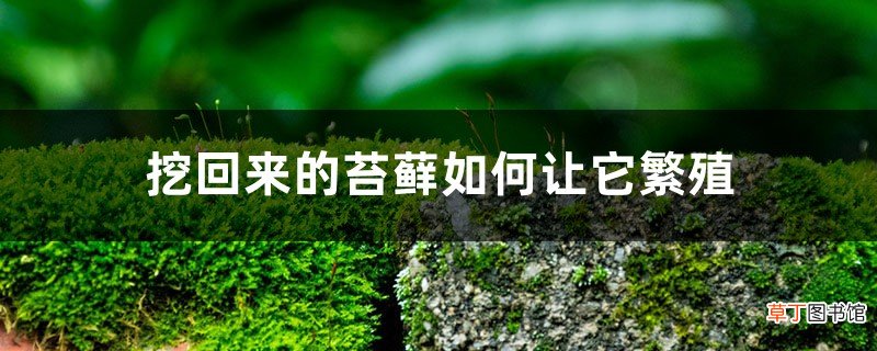 苔藓怎么繁殖，怎么在家里自制苔藓