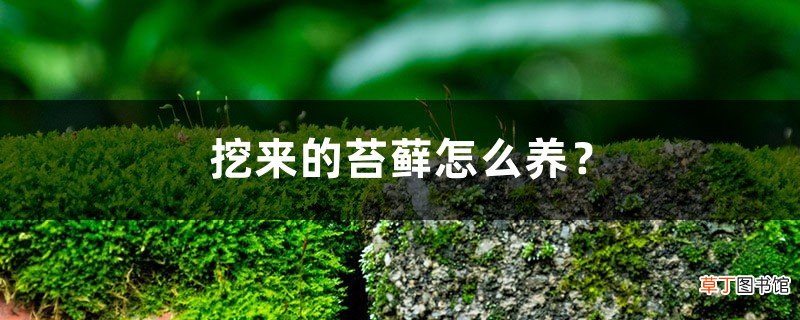 挖来的苔藓怎么养？这样成活率最高！